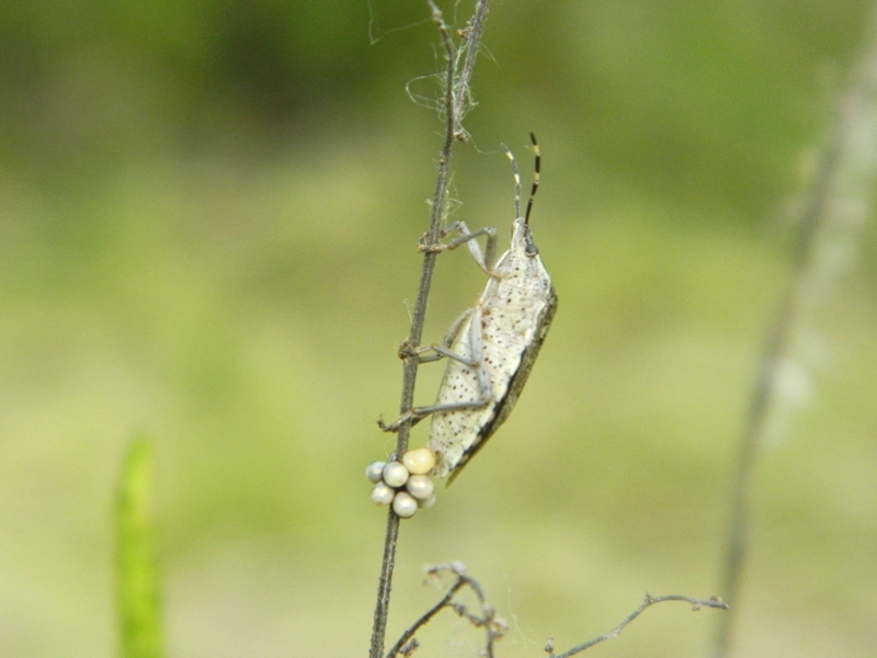 Richiesta id. Pentatomidae in ovodeposizione: Rhaphigaster nebulosa